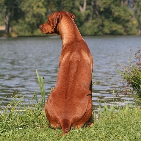 The History of the Rhodesian Ridgeback – Lovat Pride Rhodesian Ridgeback